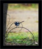 Birdie, Bruny NP