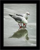 Feeding Gulls, Tasman NP