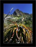 Cradle Mnt NP 5