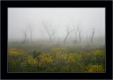 Fog 1, Mt Field NP