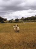 Sheep1.jpg