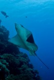 Eagle Ray