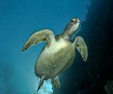 Sea Turtle Swimming