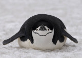 Chin Strap Penguin,  Deception Island -- Baily Head