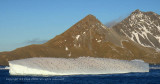 Chin Strap Penguins on IceBerg