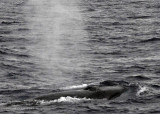 Fin Whales, Southern Ocean  2