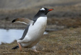 Gentoo Penguin, Stromness Harbor  1