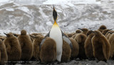 King Penguins, Fortuna Bay 3