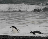 Chin Strap Penguins, Baily Head - Deception Island  1