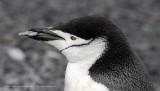 Chin Strap Penguins, Baily Head - Deception Island  3