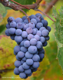 Grapes @ LVC Winery 1