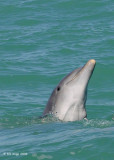 Bottlenose Dolphin 1