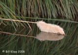Cattails