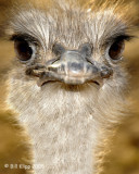 Ostrich,  Phoenix  Zoo