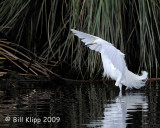 Snowy Egret Landing 1