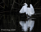 Snowy Egret Landing 2