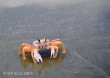 Ghost Crab,  Magdalena Bay  3