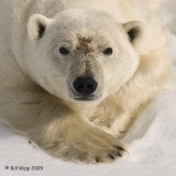 Polar Bear, Svalbard 1
