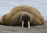 Walrus, Svalbard 2