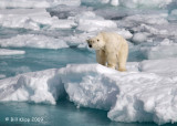 Polar Bear, Svalbard 5