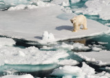 Polar Bear, Svalbard 7