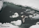 Black Legged Kittiwake, Svalbard 2