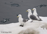 Black Legged Kittiwake, Svalbard 3