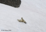 Polar Bear, Svalbard 9