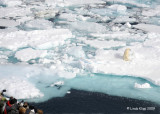 Polar Bear, Svalbard Norway 2