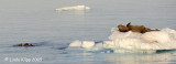 Walrus, Moffen Island Svalbard 1