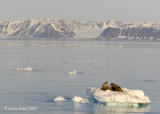Walrus, Moffen Island Svalbard 2