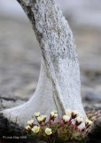Whale Bone,  Diskobutka Svalbard