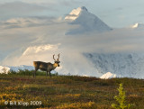 Caribou, Denali National Park 1