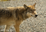 Wolf, Denali National Park 1