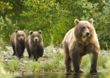 Brown Bears, Hallo Bay Alaska 7