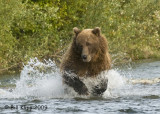 Brown Bear, Hallo Bay Alaska 9