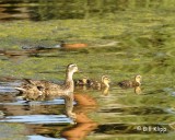Mallard Duck Family 6
