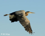 Great Blue Heron 9