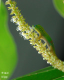 Gold Dust Day Gecko 1