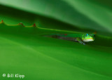 Gold Dust Day Gecko  3