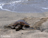 Green Sea Turtle, Kona Hawaii 1