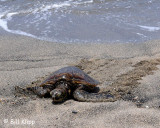 Green Sea Turtle, Kona Hawaii  1