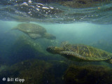 Green Sea Turtles, Kona Hawaii 3