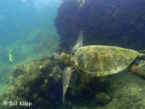 Green Sea Turtles, Kona Hawaii  4