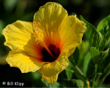 Yellow Habiscus