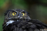 Great Horned Owl, Sitka Raptor Rehab Center 1