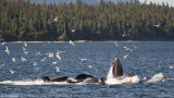 Humpback Whales bubble net feeding 2