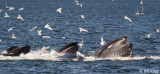 Humpback Whales bubble net feeding 3