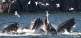 Humpback Whales bubble net feeding 4