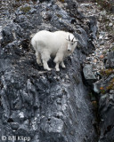 Mountain Goat, Gloomy Knob Glacier Bay 3